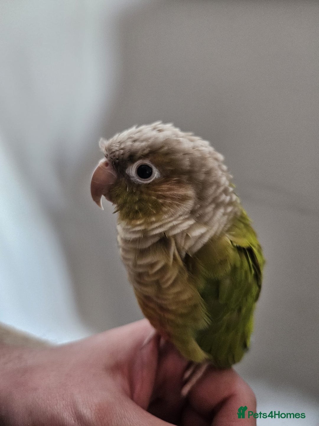 Conures birds for sale: Pineapple Conure fully tamed - Image 4