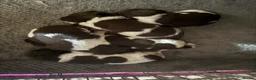 English Springer Spaniel dogs for sale: English Springer Spaniels  - Advert 2