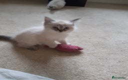 Ragdoll cats for sale: Ragdoll kittens.  - Image 6