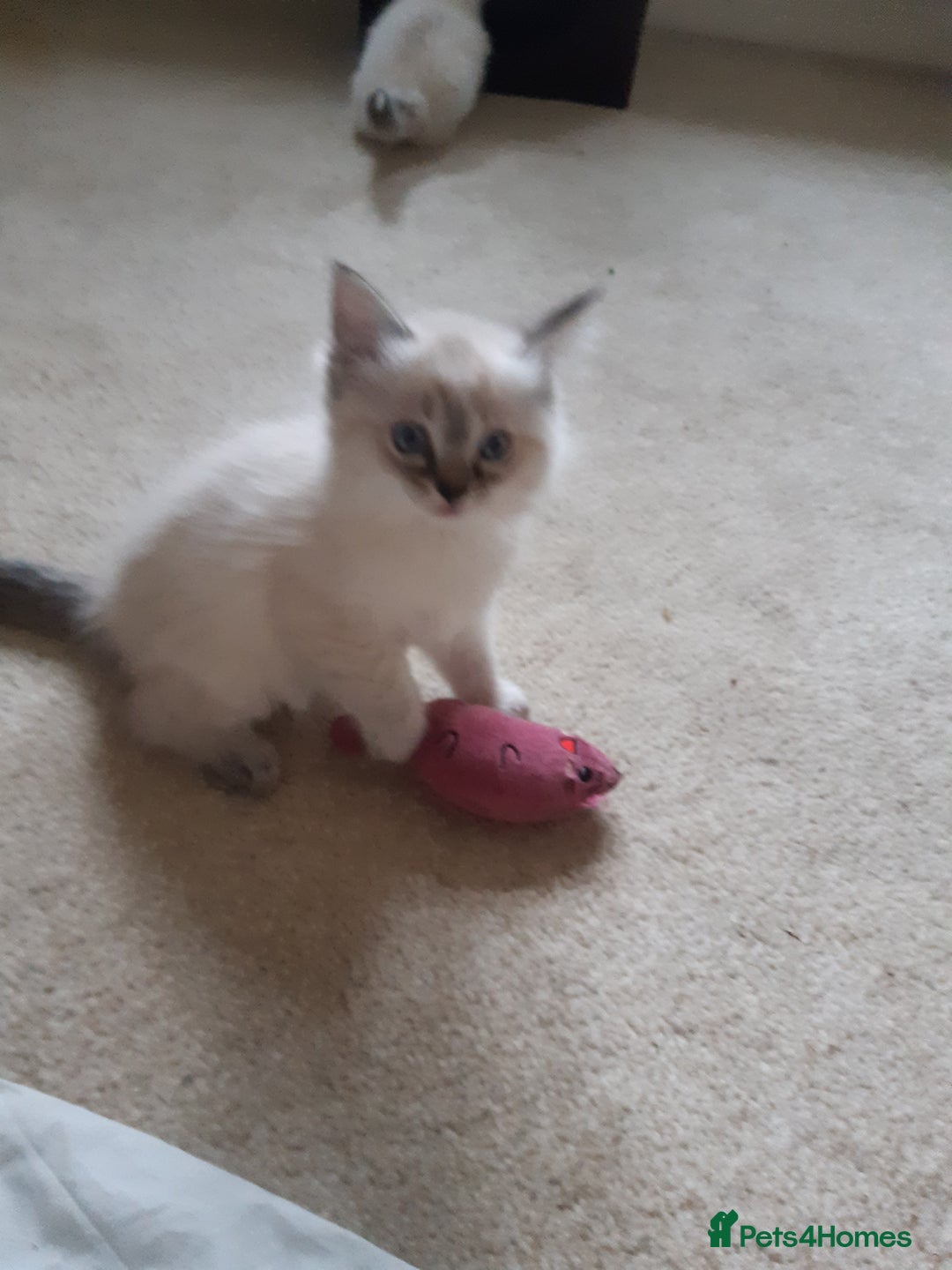 Ragdoll cats for sale: Ragdoll kittens.  - Image 6