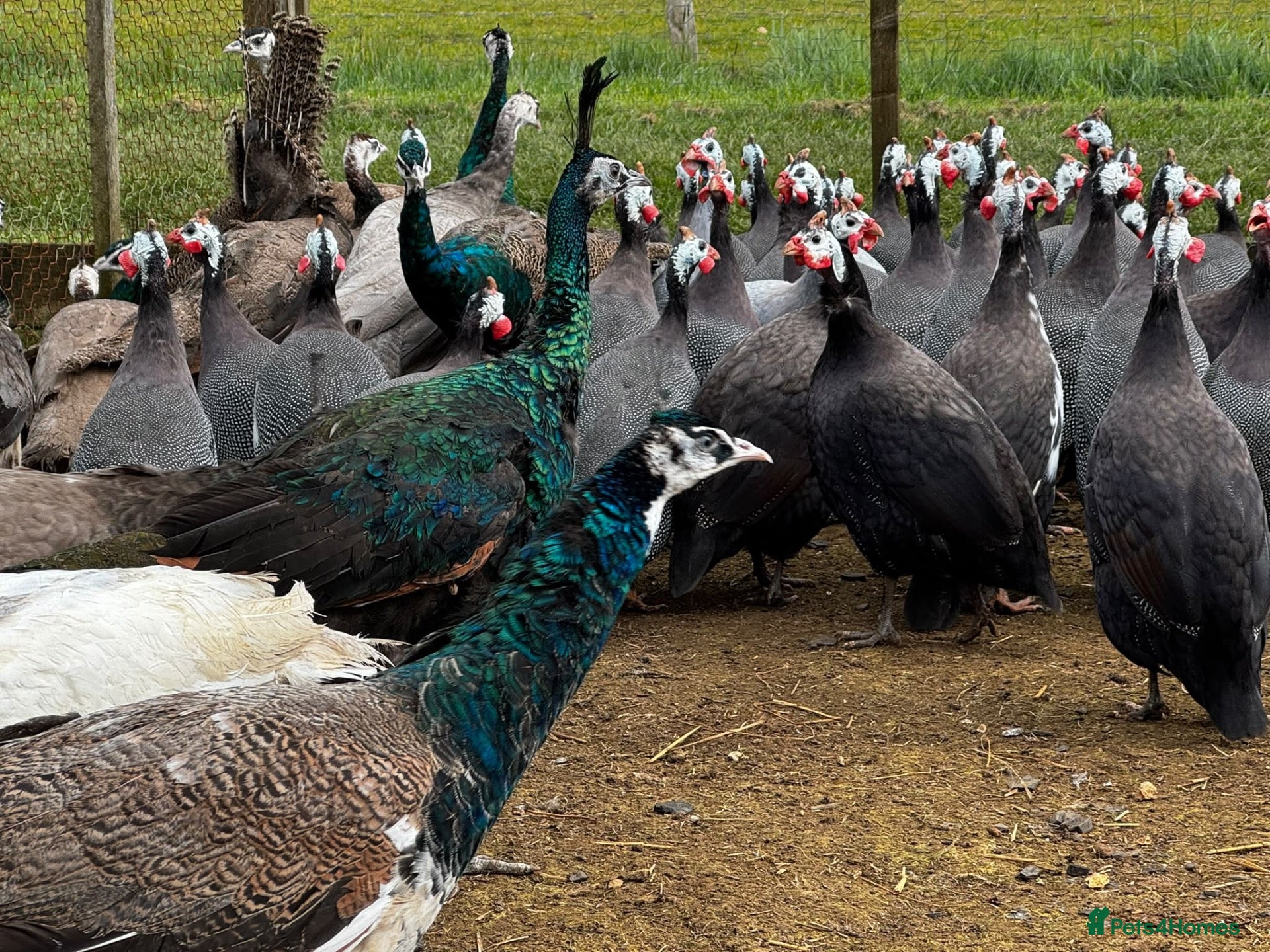Mixed Breed poultry Guineafowl & Peafowl for sale  - Advert 1