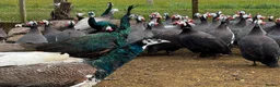 Mixed Breed poultry for sale: Guineafowl & Peafowl for sale  - Advert 1