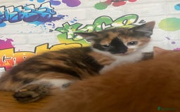 British Shorthair cats for sale: Caramel, Pumpkin, Susan - Image 1