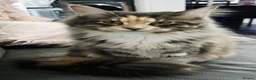Maine Coon cats for sale: Beautiful friendly girl - Advert 10