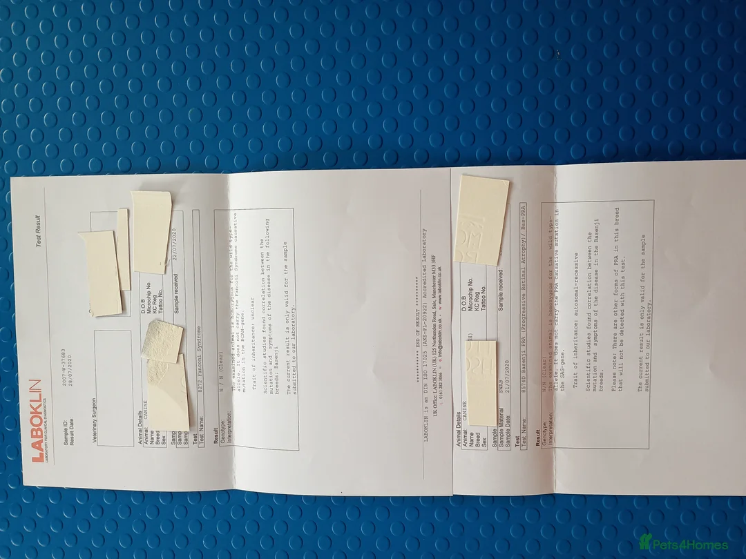 Basenji dogs for sale: Top quality lines pedigree Basenji pups.Ready now. - Advert 19