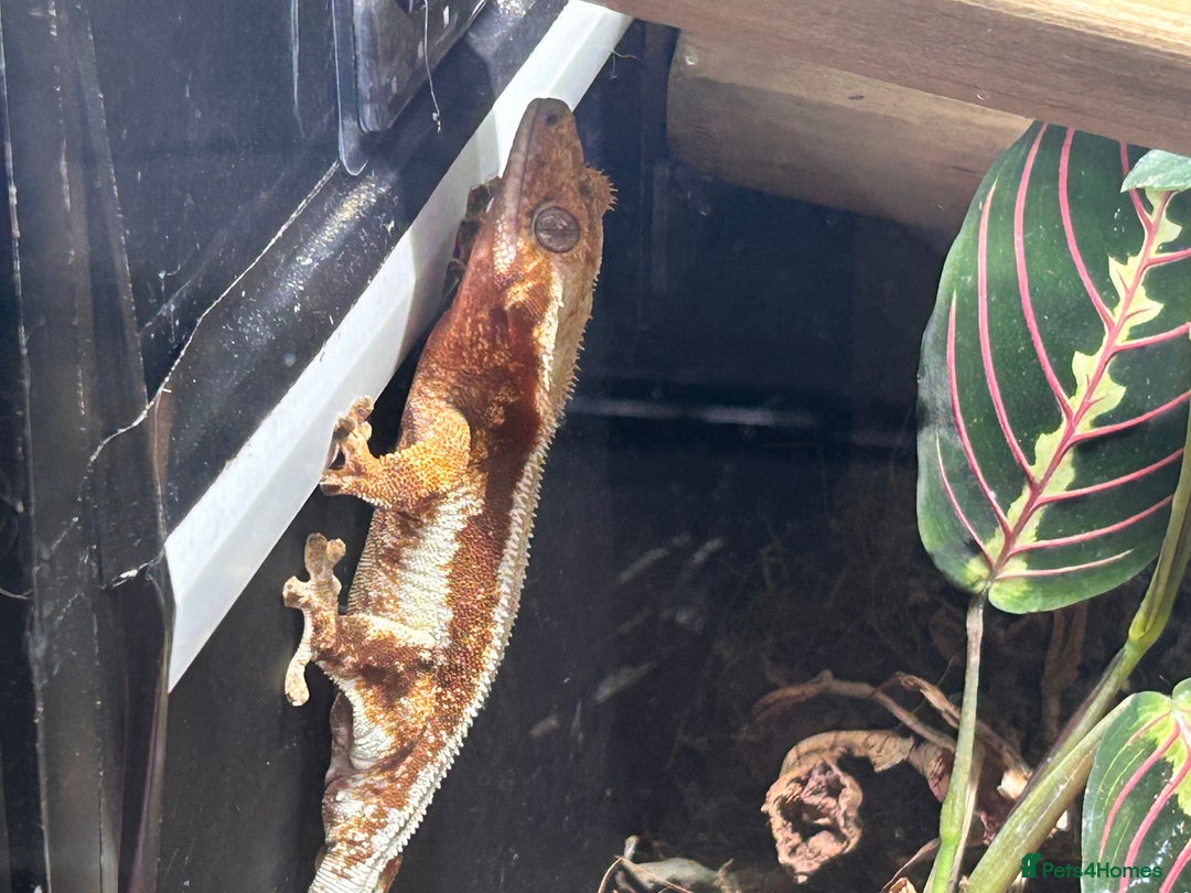 Gecko reptiles for sale: Female lilly white gecko and set up  - Image 3