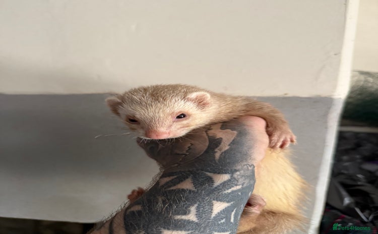 Ferret rodents - Advert 4