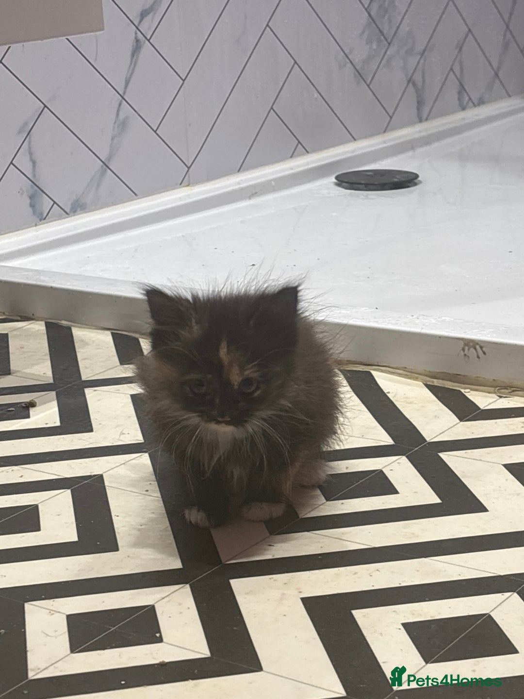 British Shorthair cats for sale: 2 kittens for sale  - Advert 4