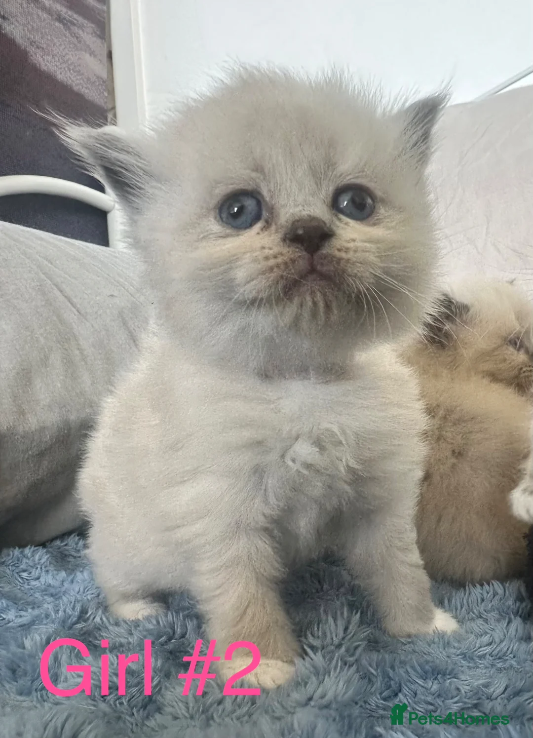 Ragdoll cats for sale: Beautiful super fluffy ragdoll x BSH - Advert 2