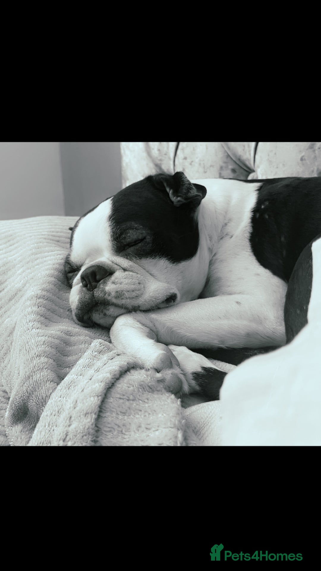 Boston Terrier dogs for sale: Stunning Bostons *1 BEAUTIFUL BOY REMAINING* - Advert 8