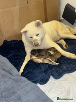 Mixed Breed dogs - Advert 1