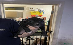 Mixed Breed dogs for sale: Beautiful mostly black female puppy - Advert 3