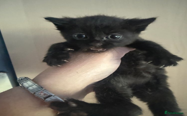 British Shorthair cats - Advert 3