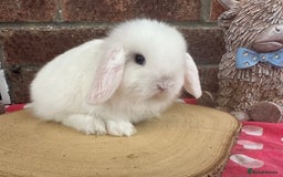 Mini Lop rabbits for sale: Beautiful mini lop bunnies ready to reserve  - Image 4