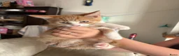 Mixed Breed cats for sale: Male kittens  - Advert 4