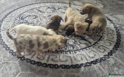 Jack Russell dogs for sale: Jack russell puppy's  - Image 14