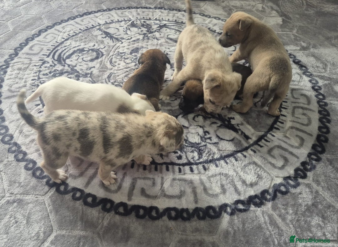 Jack Russell dogs for sale: Jack russell puppy's  - Image 14
