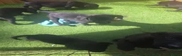 Labrador Retriever dogs for sale: Black labrador puppies  - Advert 6