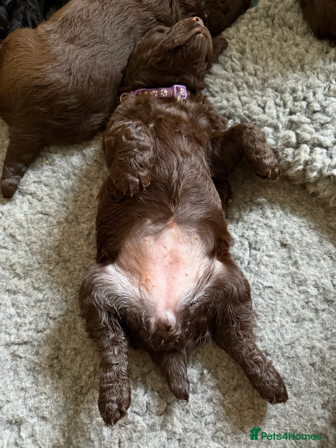 Cocker Spaniel dogs for sale: Quality working cocker spaniel pups - Advert 5
