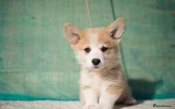 Welsh Corgi Pembroke dogs for sale: Welsh Corgi Pembroke Puppies with Pedigree! - Image 8