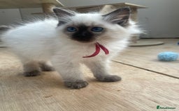 Ragdoll cats for sale: Pure breed ragdolls - Image 12