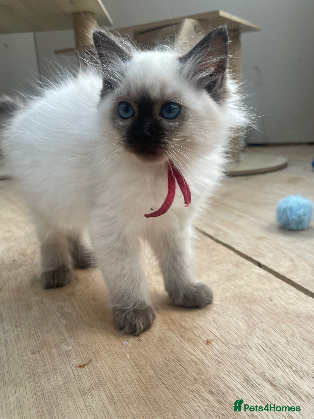 Ragdoll cats for sale: Pure breed ragdolls - Image 12