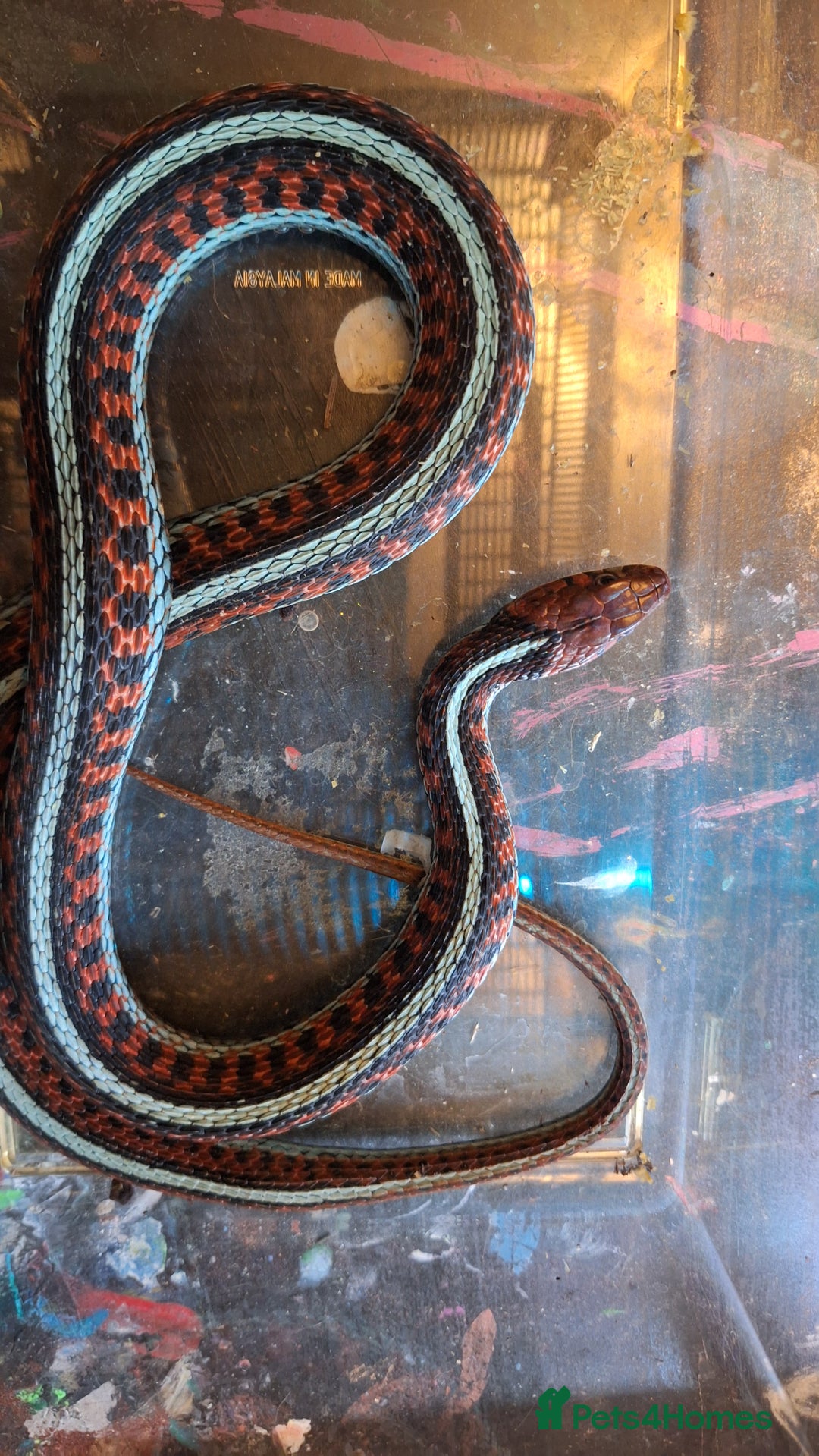 Garter Snake reptiles for sale: Californian red-sided garter snake  - Image 3
