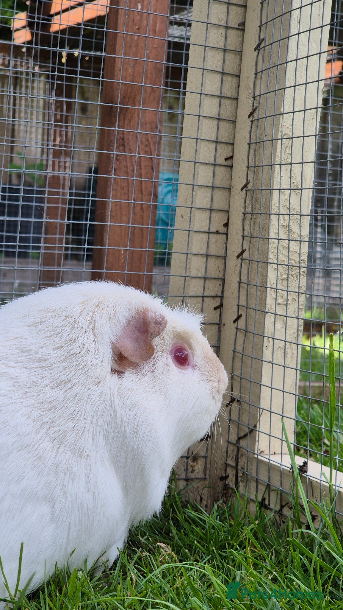 Guinea Pig rodents for sale: 2 male guinea pigs very friendly  - Advert 5