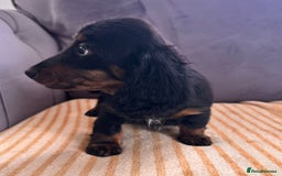 Miniature Dachshund dogs for sale: Beautiful long hair dachshund  in Stourport-on-Severn - Image 24