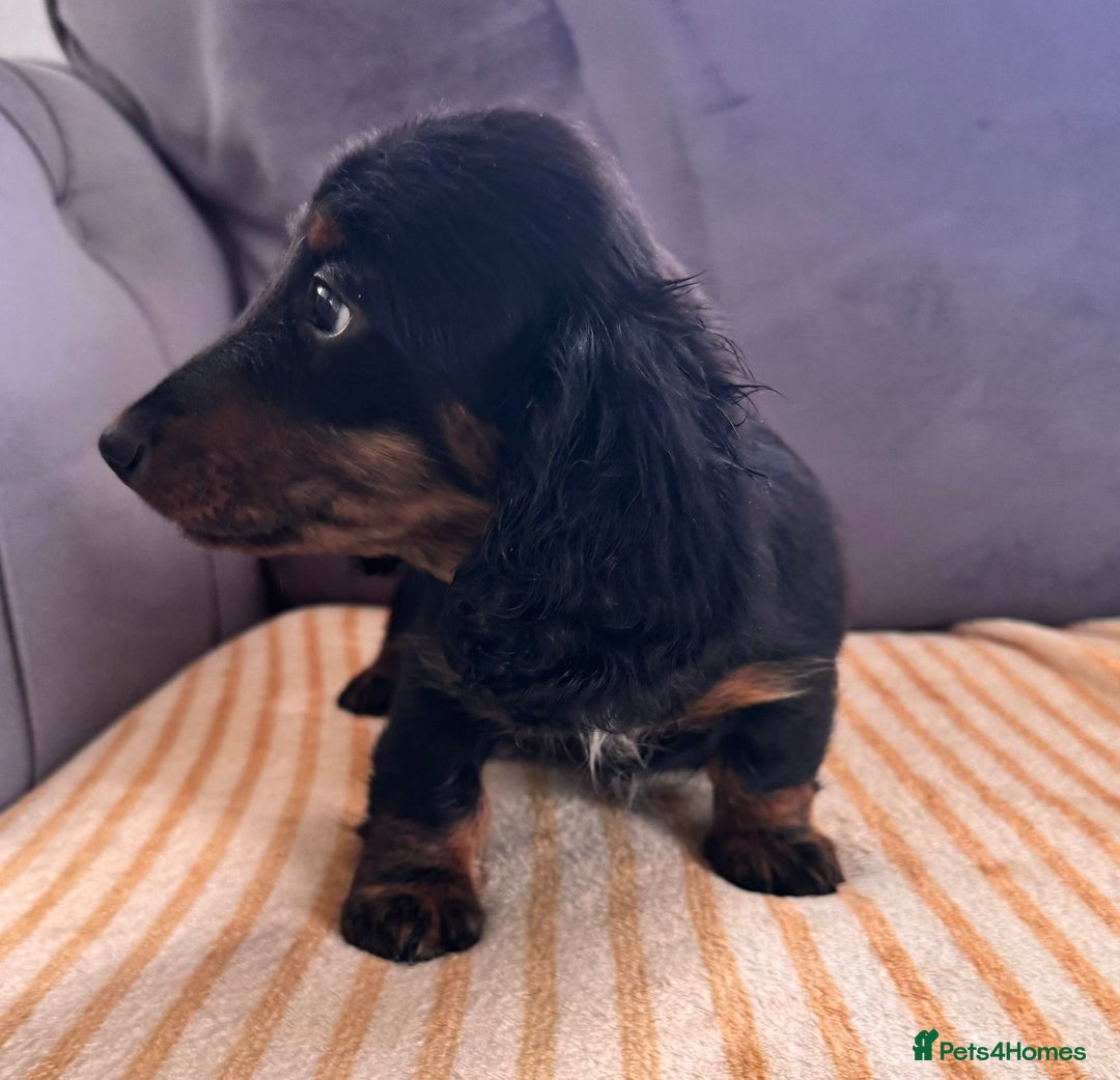 Miniature Dachshund dogs for sale: Beautiful long hair dachshund  in Stourport-on-Severn - Image 24