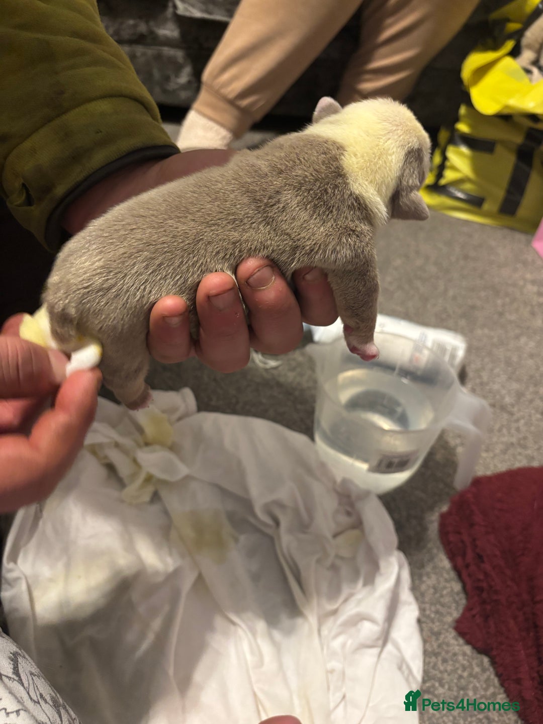 English Bulldog dogs for sale: 4 beautiful strong puppies - Advert 6