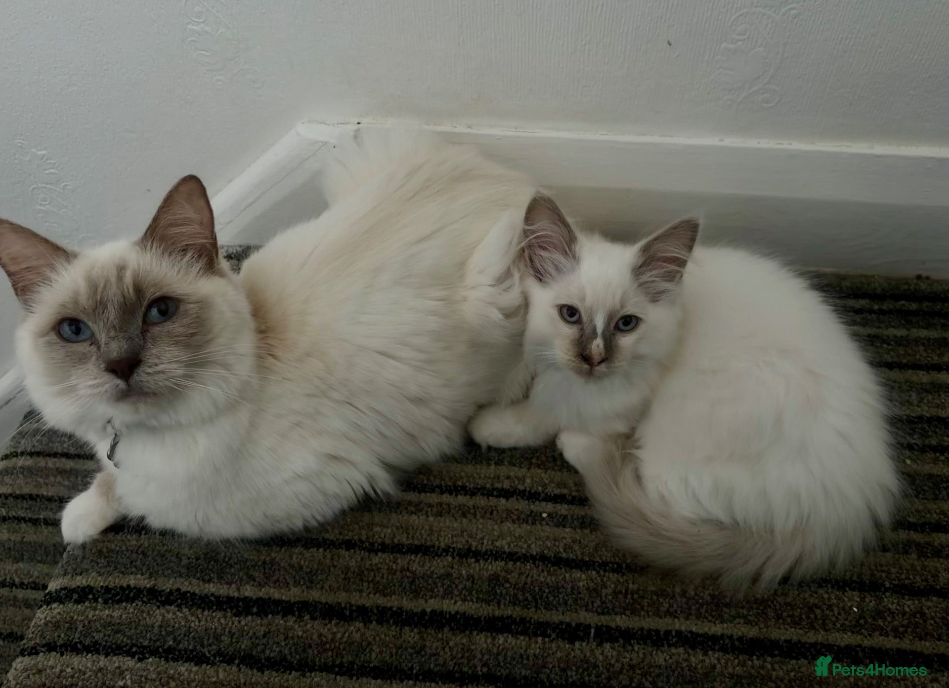 Ragdoll cats ⭐️ 🐾 PUREBRED RAGDOLL MICROCHIPPED KITTENS ❤️ - Advert 11