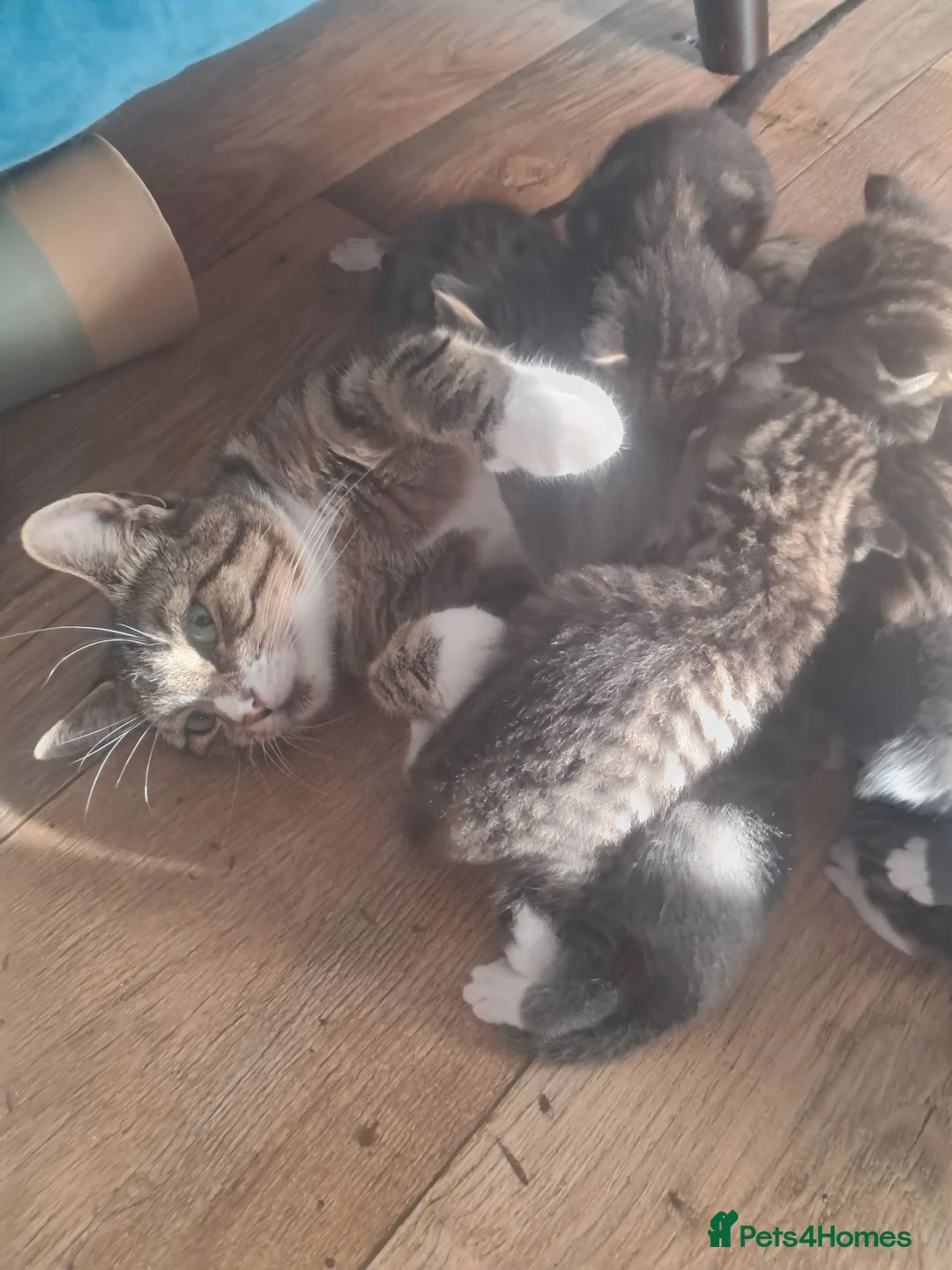 Mixed Breed cats for sale: Beautiful kittens 😸 available 27th August  - Advert 10