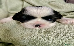 Shih Tzu dogs for sale: Adorable Imperial Shih Tzu Puppies - Image 22