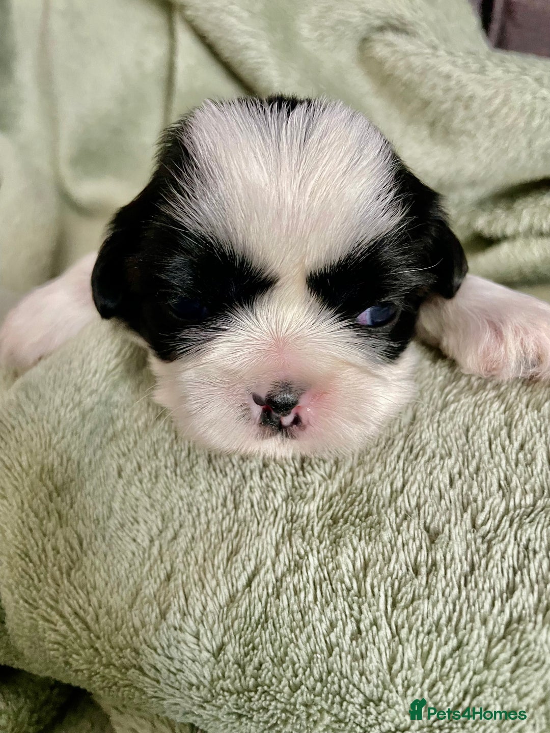 Shih Tzu dogs for sale: Adorable Imperial Shih Tzu Puppies - Image 22