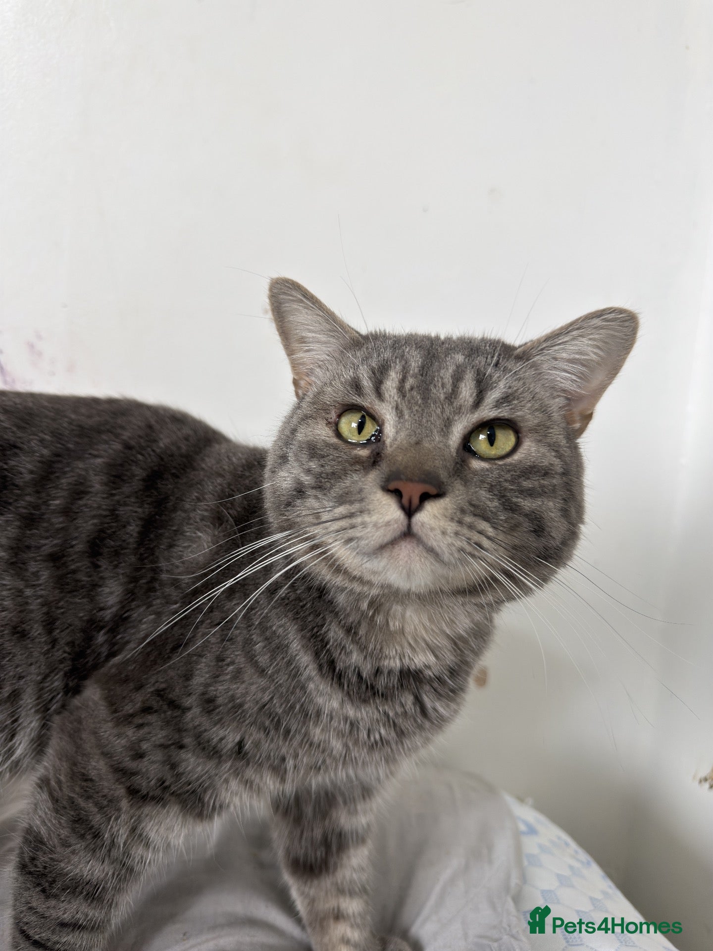 American Shorthair cats for sale: American shorthair needs rehoming - Advert 4