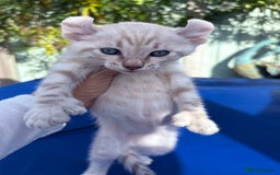Bengal cats for sale: Gob smacking rare kittens  - Image 8