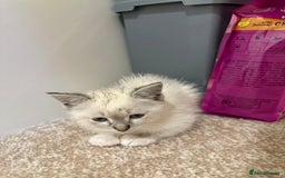 Ragdoll cats for sale: Ragdoll kitten  - Image 2