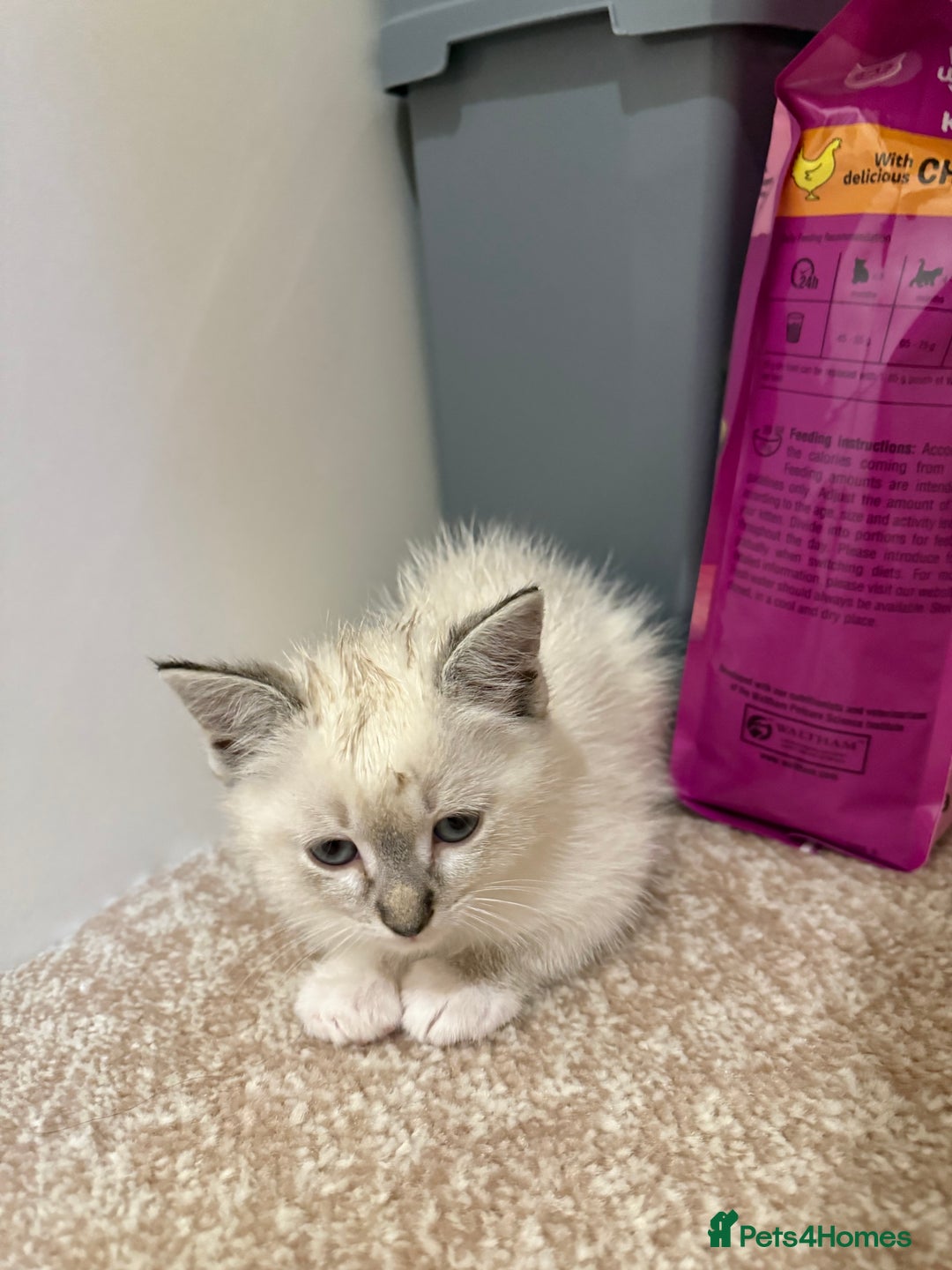 Ragdoll cats for sale: Ragdoll kitten  - Image 2