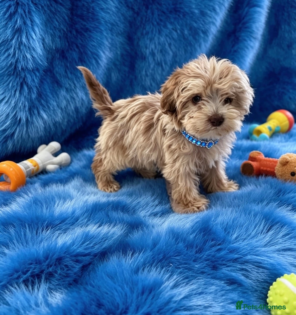 Cavapoo dogs Exquisite Merle F1b cavapoo puppies for sale  - Advert 9
