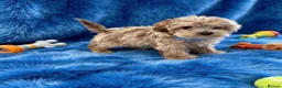 Cavapoo dogs for sale: Exquisite Merle F1b cavapoo puppies for sale  - Advert 1
