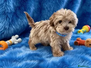 Cavapoo dogs Exquisite Merle F1b cavapoo puppies for sale - Advert 9
