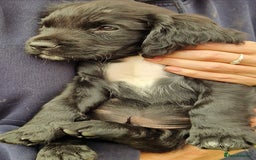 Cocker Spaniel dogs for sale: KC Working cocker spaniel puppies ready to leave - Image 8