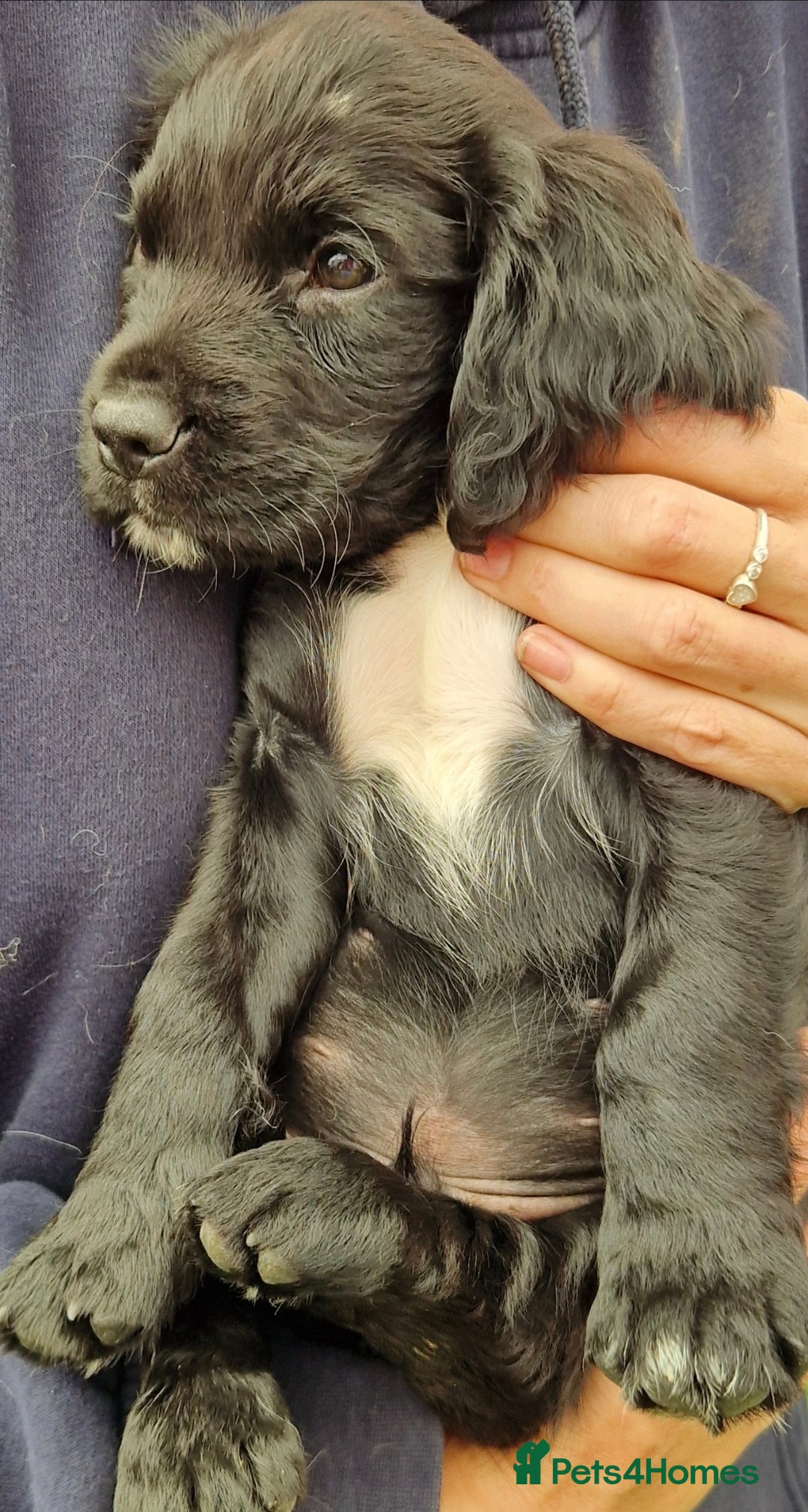 Cocker Spaniel dogs for sale: KC Working cocker spaniel puppies ready to leave - Image 8