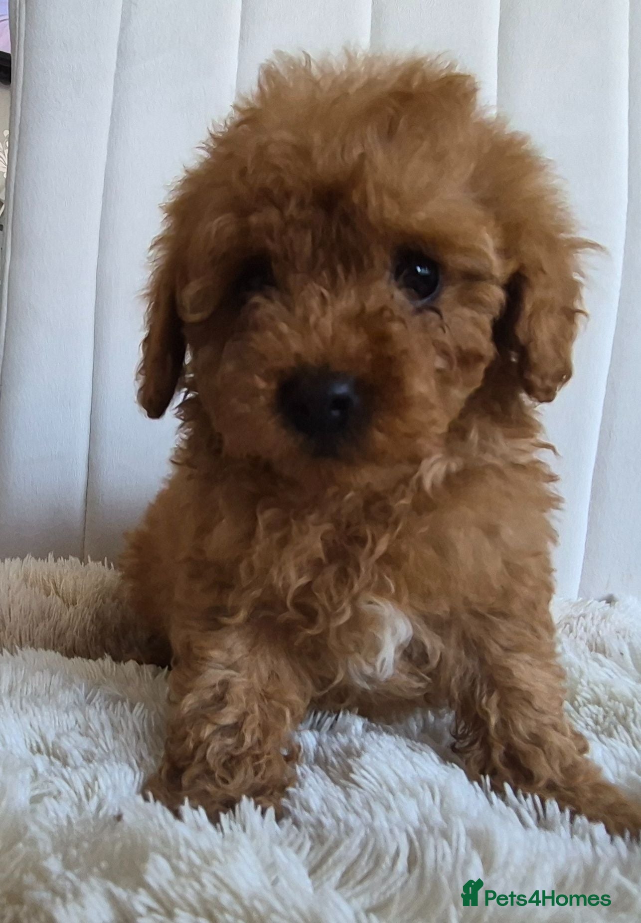 Cavapoo dogs Toy cavapoos heath checked 100 percent perfect - Advert 1