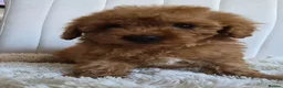 Cavapoo dogs for sale: Toy cavapoos heath checked 100 percent perfect - Advert 14