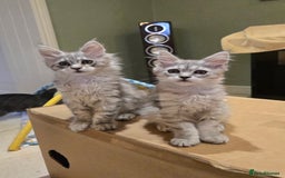 Maine Coon cats for sale: 1 GCCF Registered Female  - Image 4