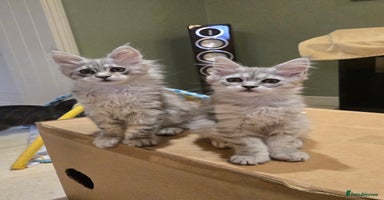 Maine Coon cats - Advert 3