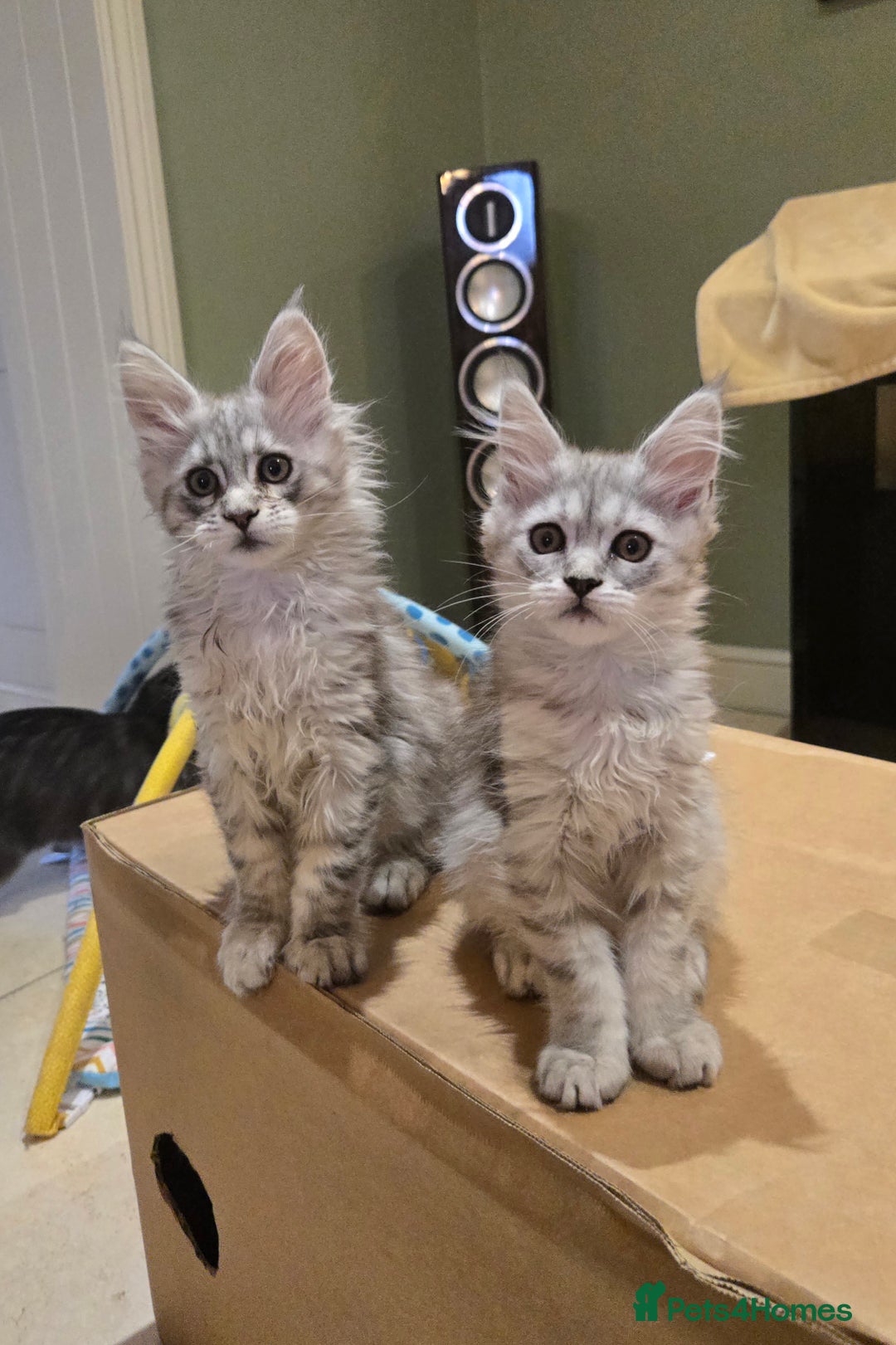 Maine Coon cats for sale: 1 GCCF Registered Female  - Image 4