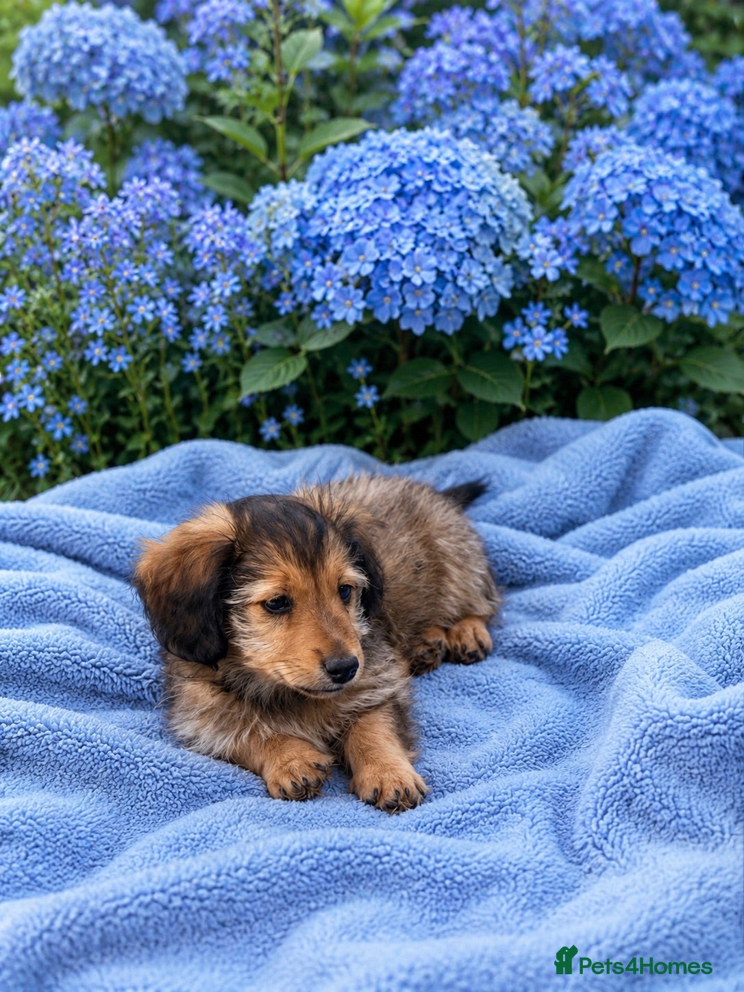 Dachshund dogs KC REG long haired miniature dachshund - Advert 2